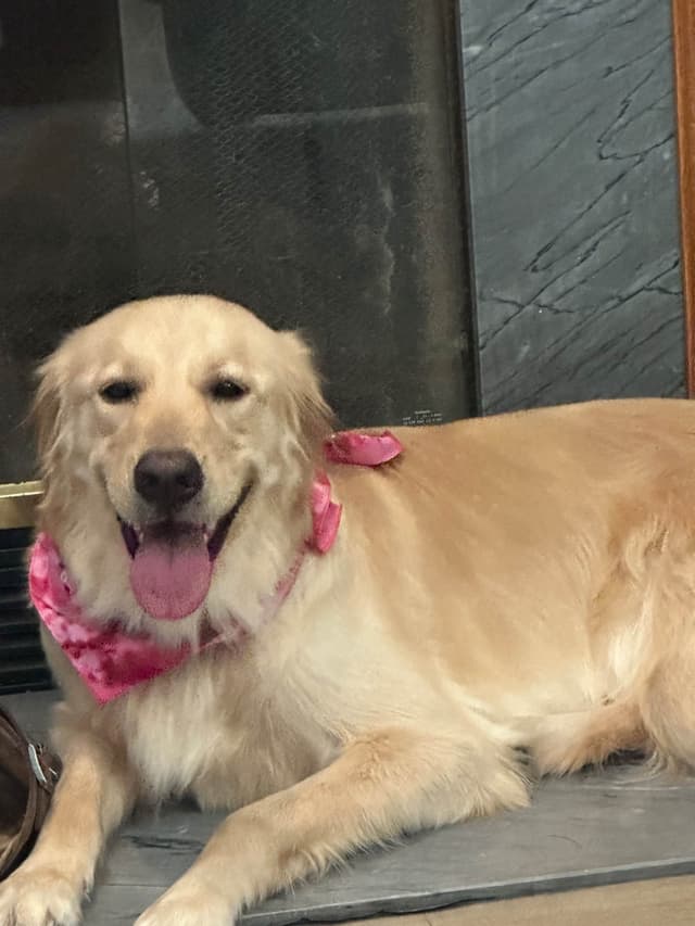 Golden Retriever Puppies media 14