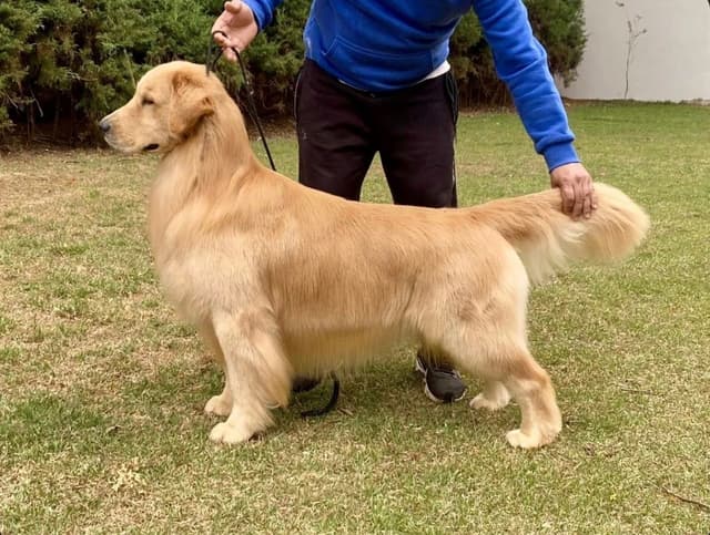Golden Retriever Puppies media 13