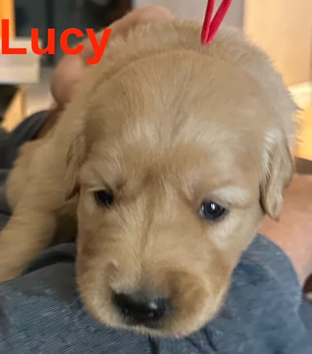 Golden Retriever Puppies media 6