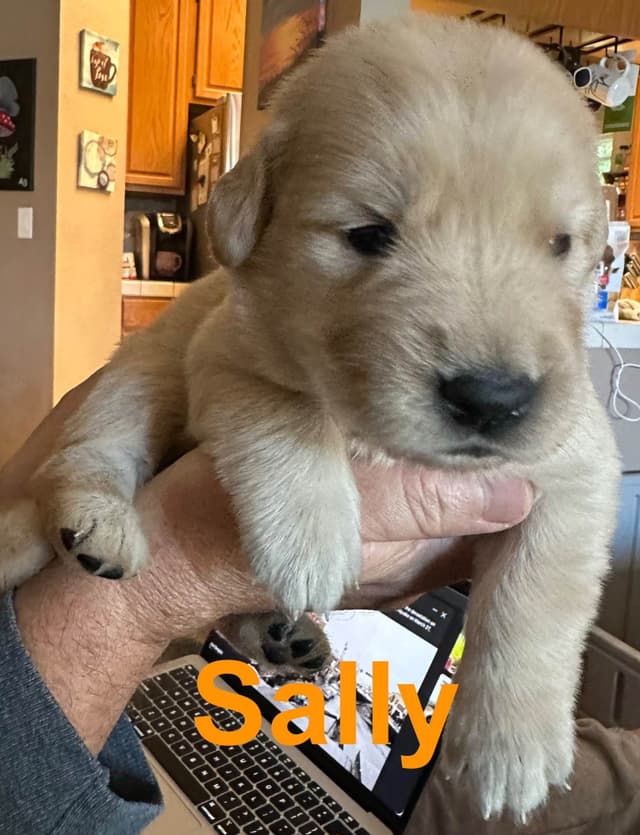 Golden Retriever Puppies media 7
