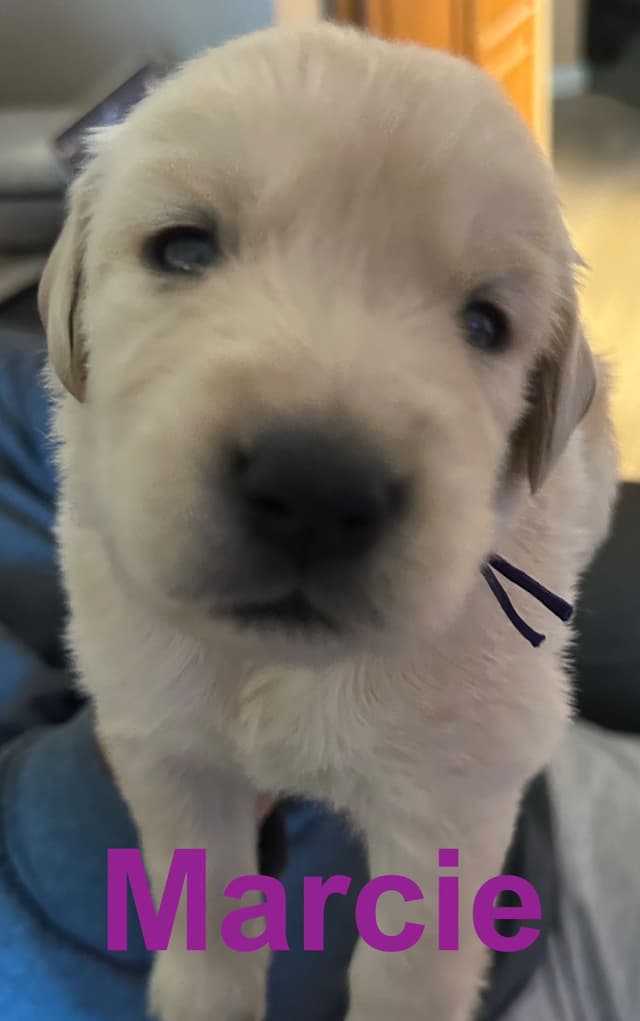 Golden Retriever Puppies media 8