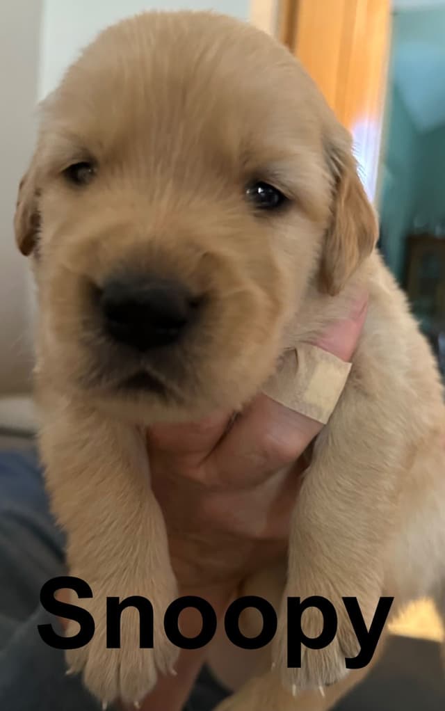 Golden Retriever Puppies media 9