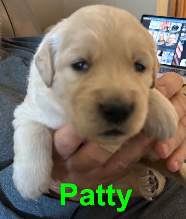 Golden Retriever Puppies media 10