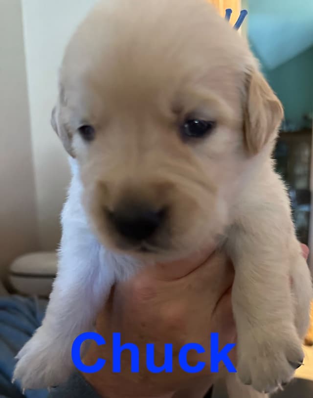 Golden Retriever Puppies media 11