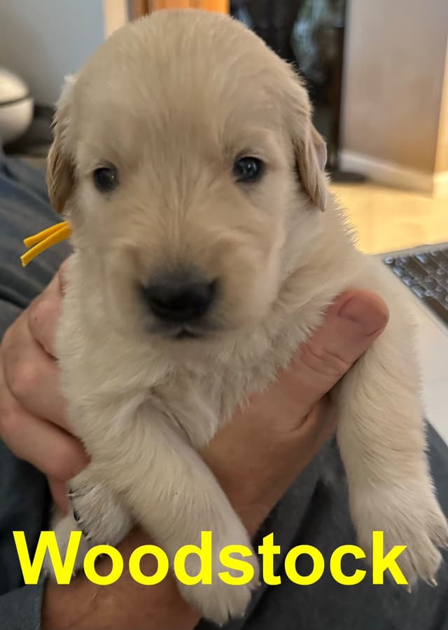 Golden Retriever Puppies media 22