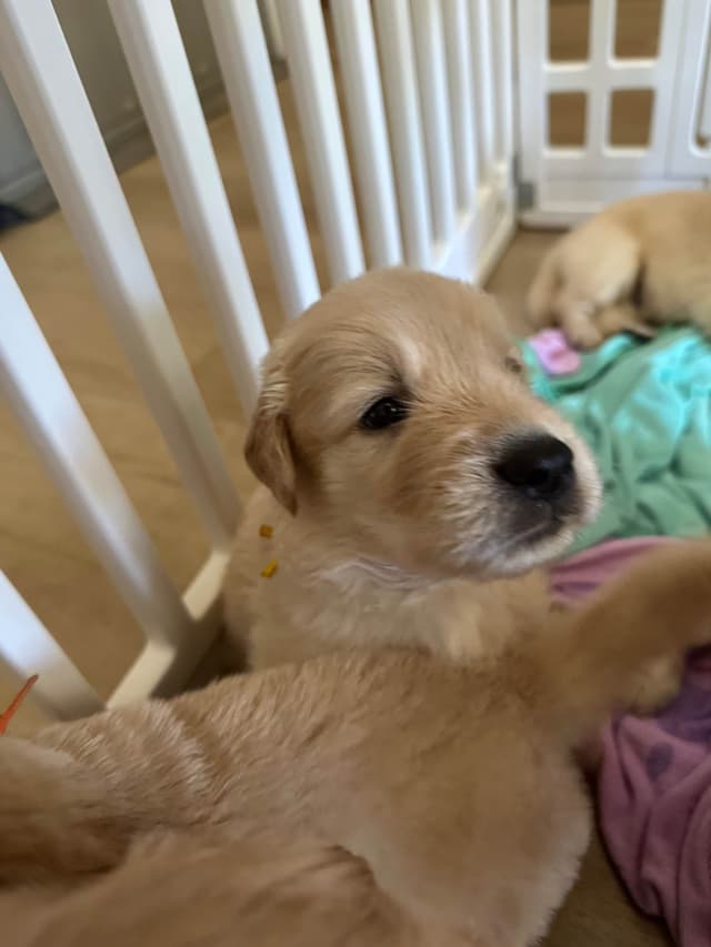 Golden Retriever Puppies media 15