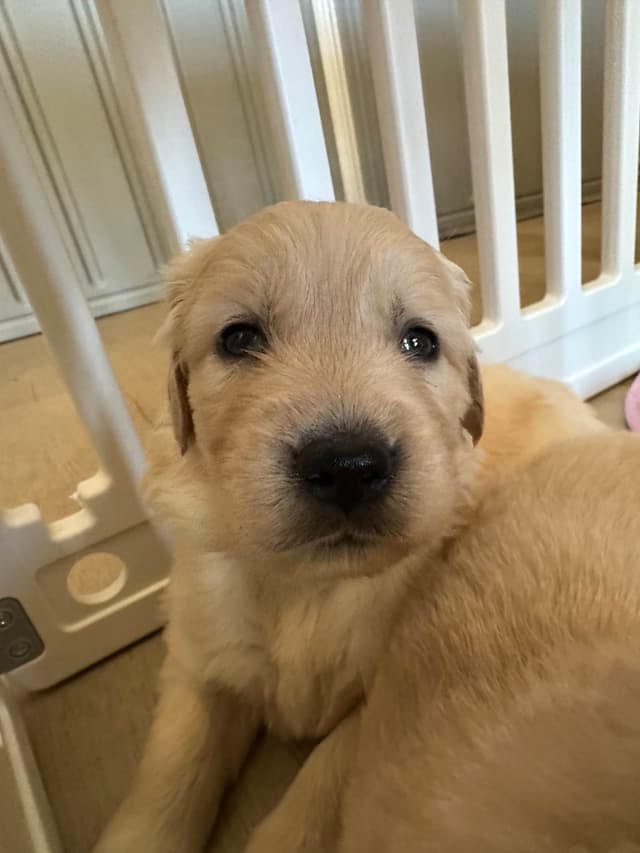 Golden Retriever Puppies media 17