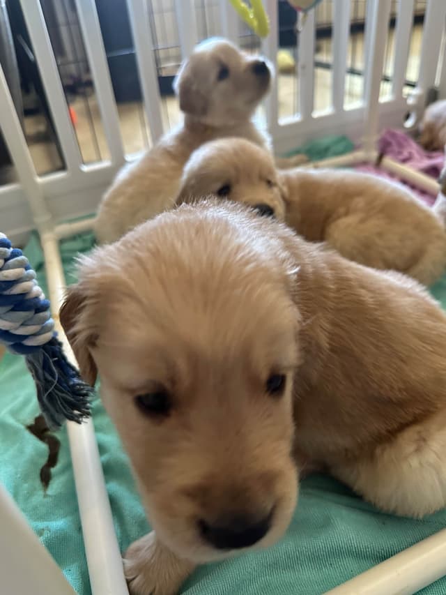 Golden Retriever Puppies media 16