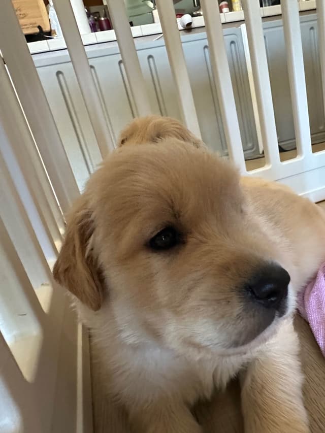Golden Retriever Puppies media 18