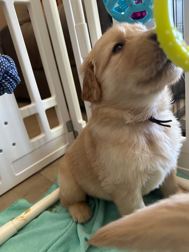 Golden Retriever Puppies media 4