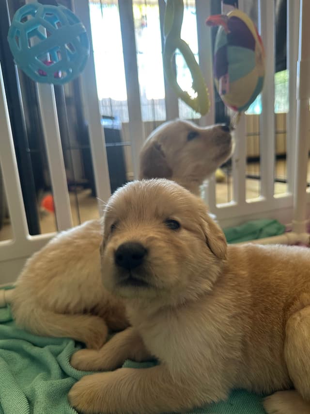 Golden Retriever Puppies media 12