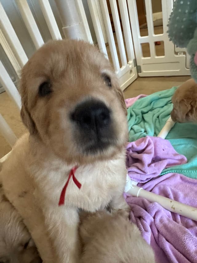 Golden Retriever Puppies media 19