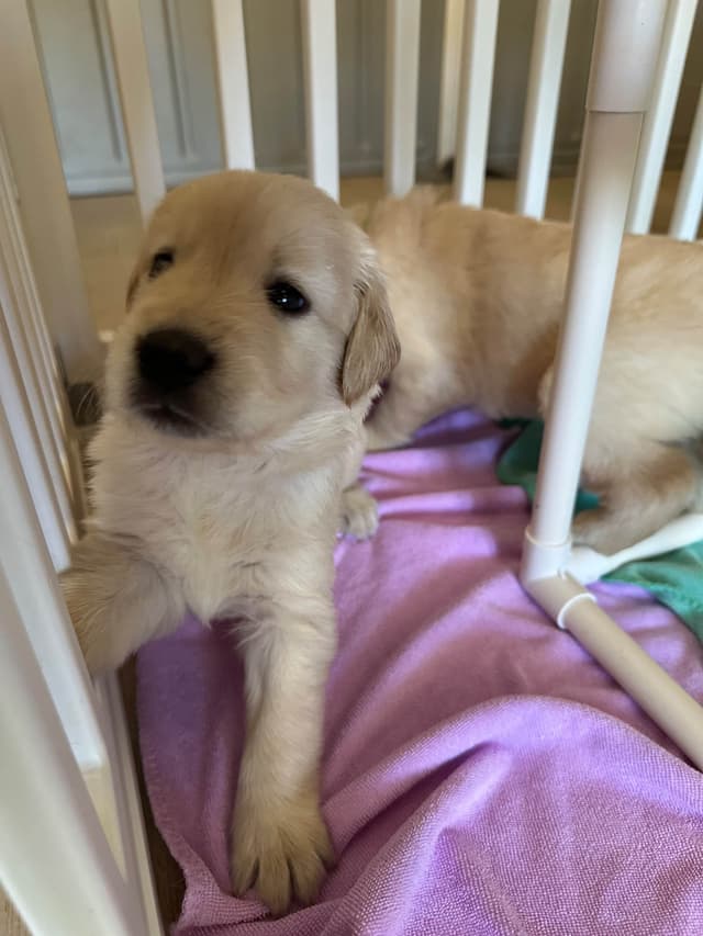 Golden Retriever Puppies media 20