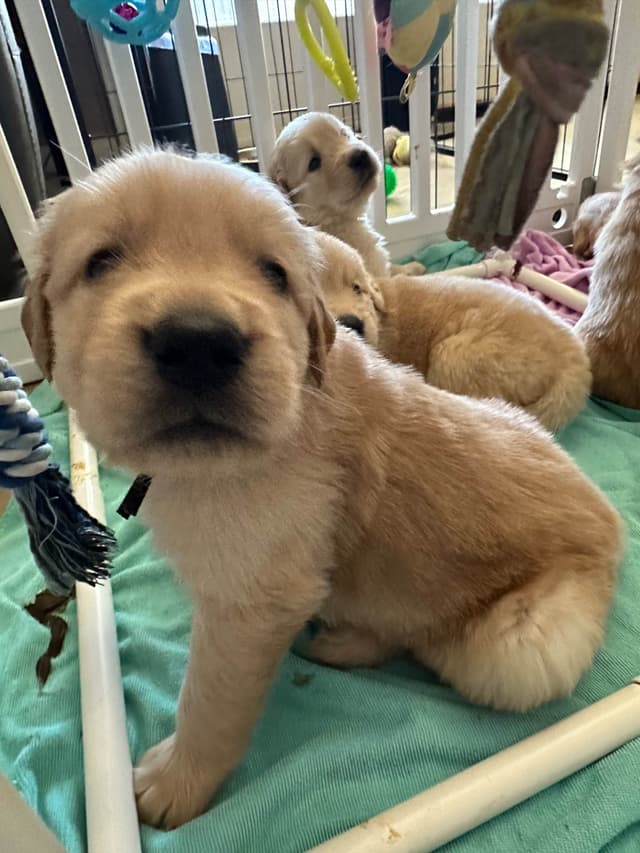 Golden Retriever Puppies media 3