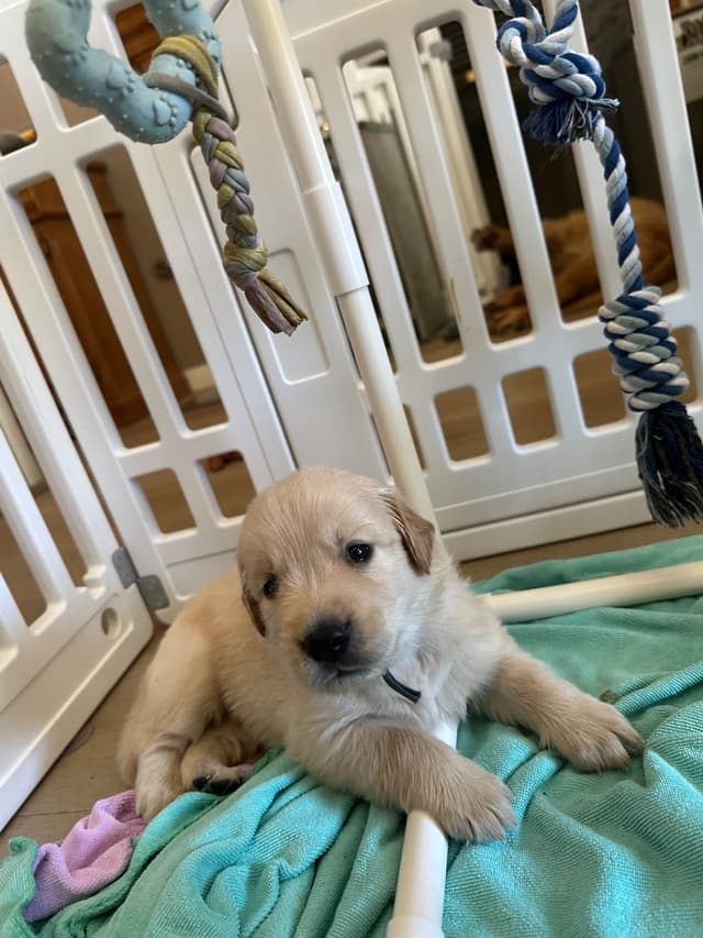 Golden Retriever Puppies media 5