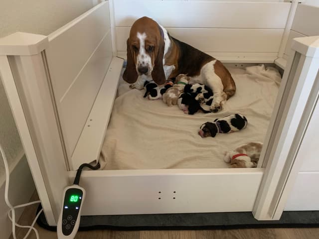 European Basset Hound Puppy media 2