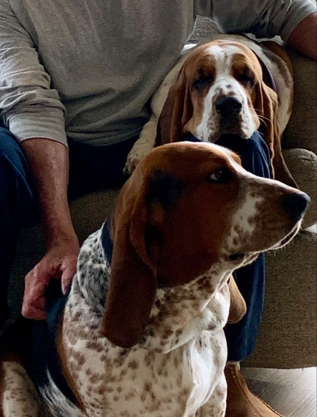 European Basset Hound Puppy media 3