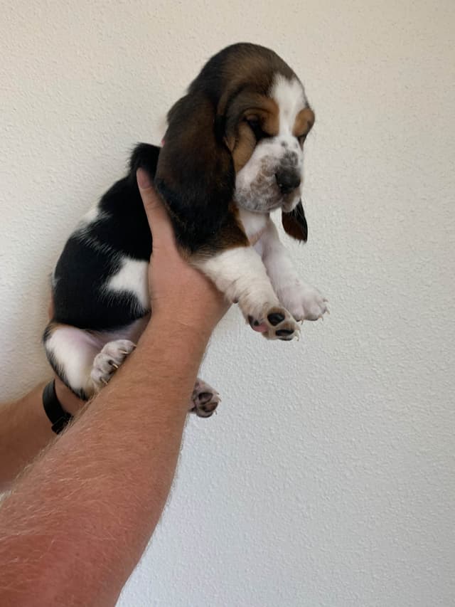 European Basset Hound Puppy media 4