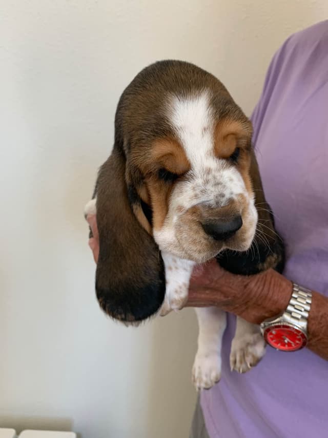 European Basset Hound Puppy media 5
