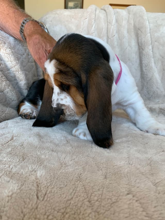 European Basset Hound Puppy media 6