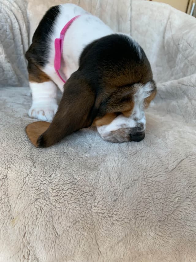 European Basset Hound Puppy media 7