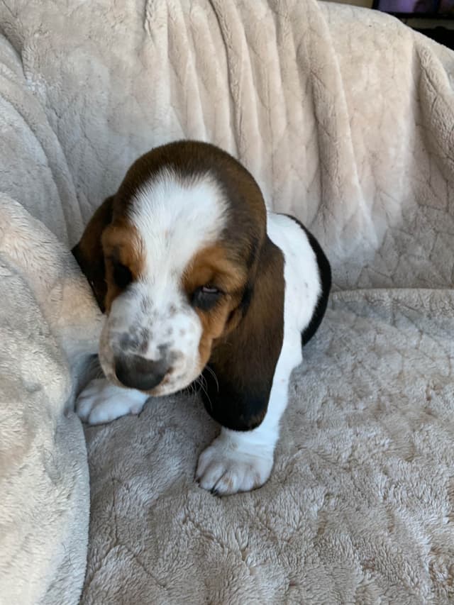 European Basset Hound Puppy media 8