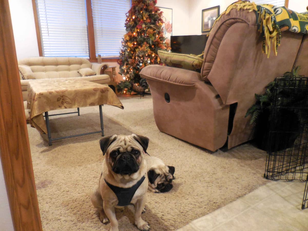 Pug Puppies breeder image 1