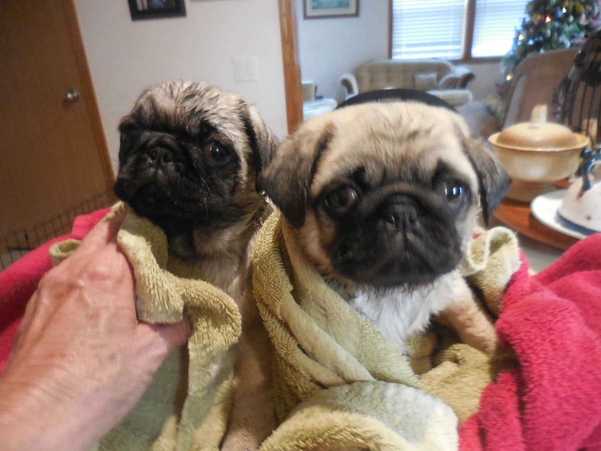 Pug Puppies breeder image 6
