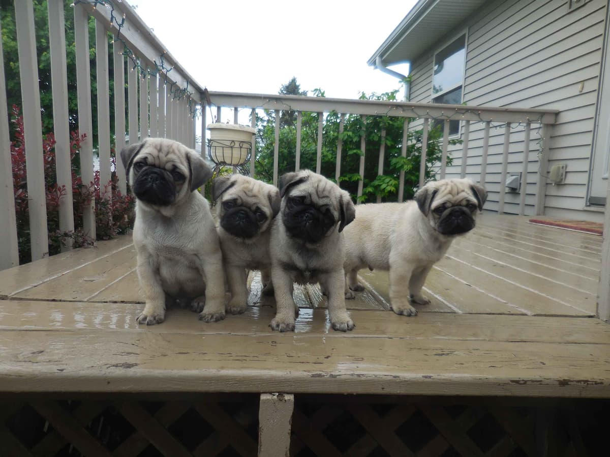 Pug Puppies breeder image 7