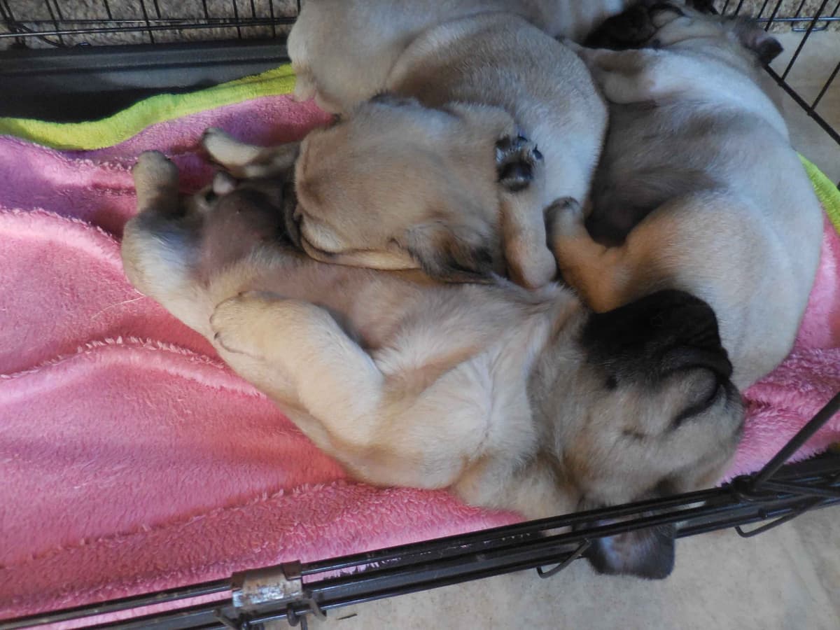 Pug Puppies breeder image 8