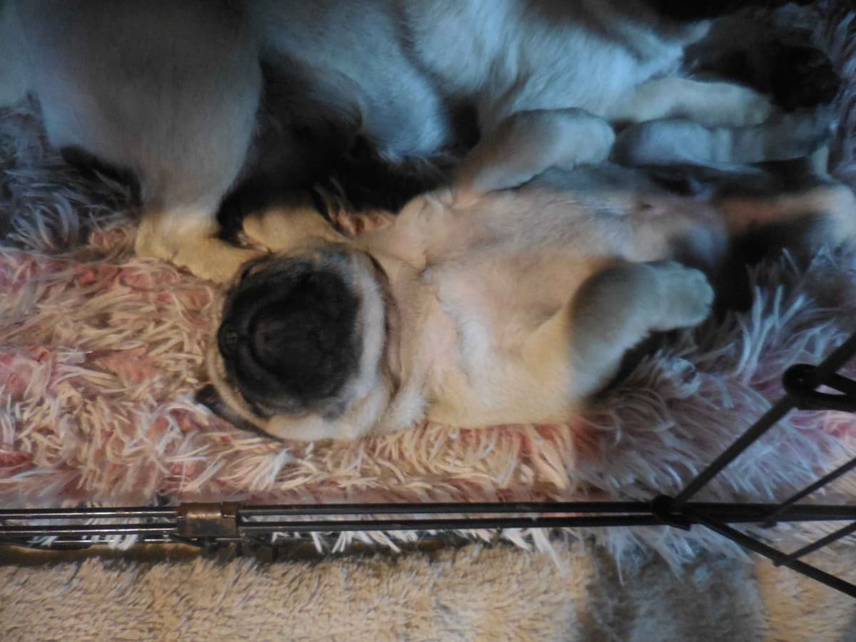 Pug Puppies breeder image 9