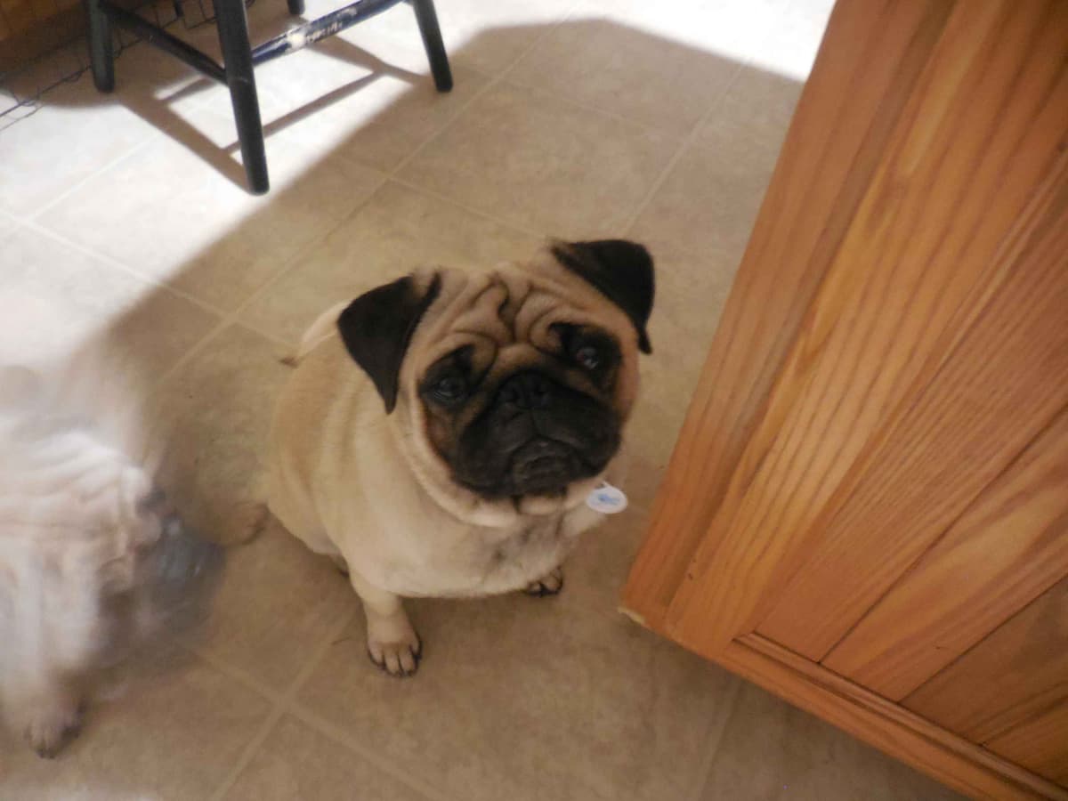 Pug Puppies breeder image 10