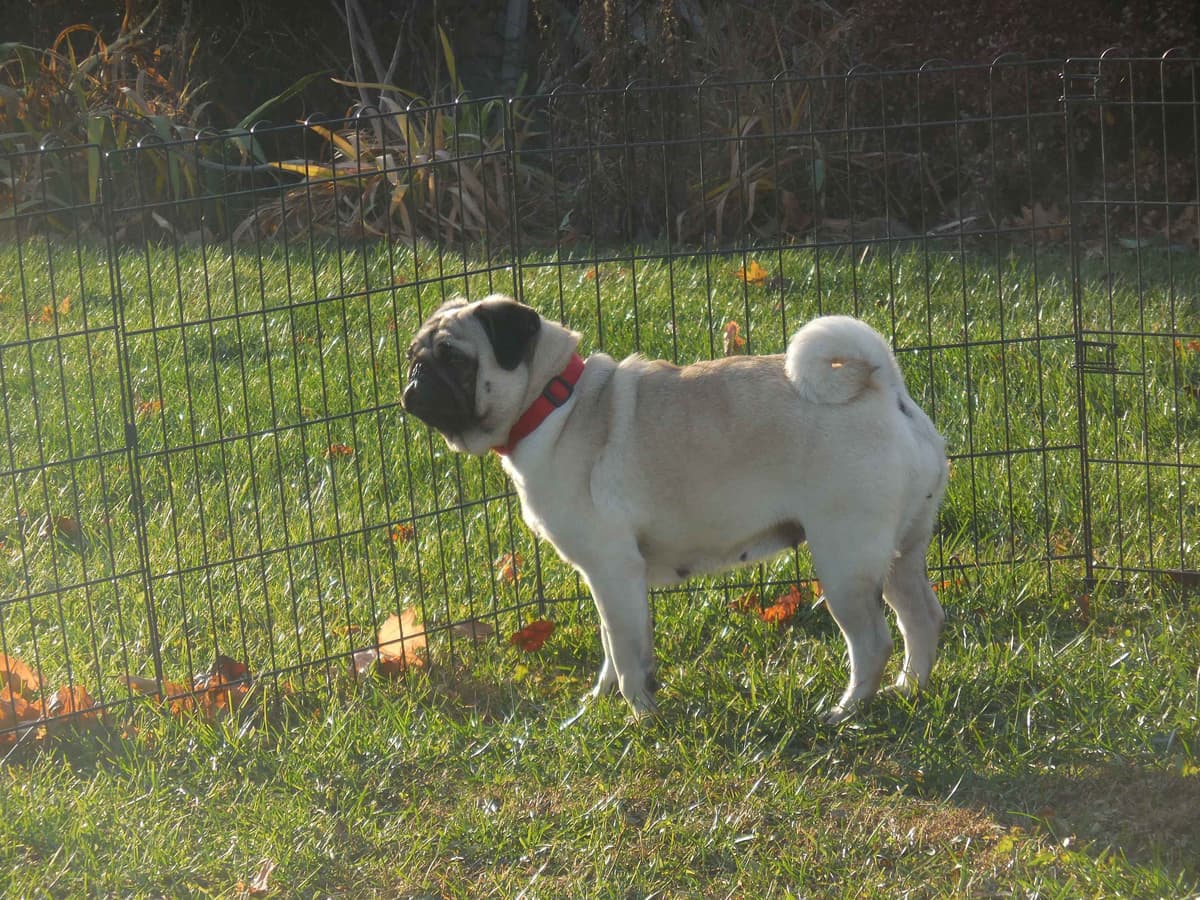Pug Puppies breeder image 11