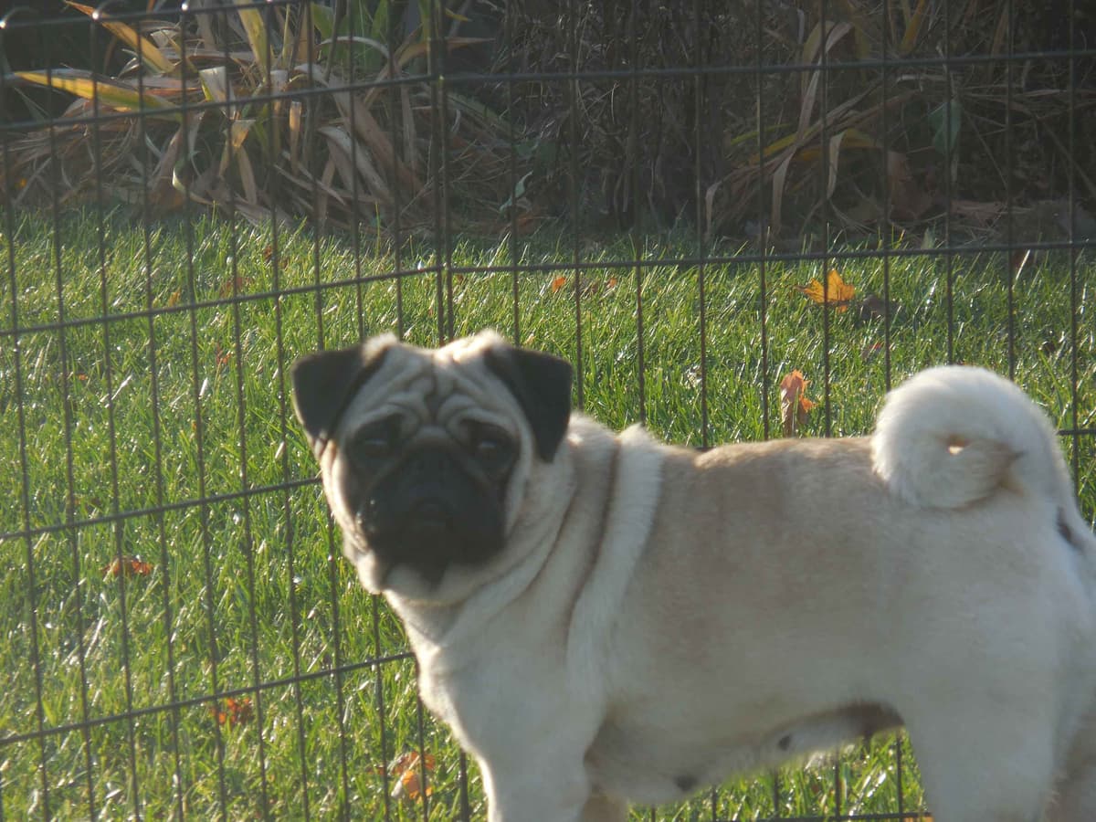 Pug Puppies breeder image 12