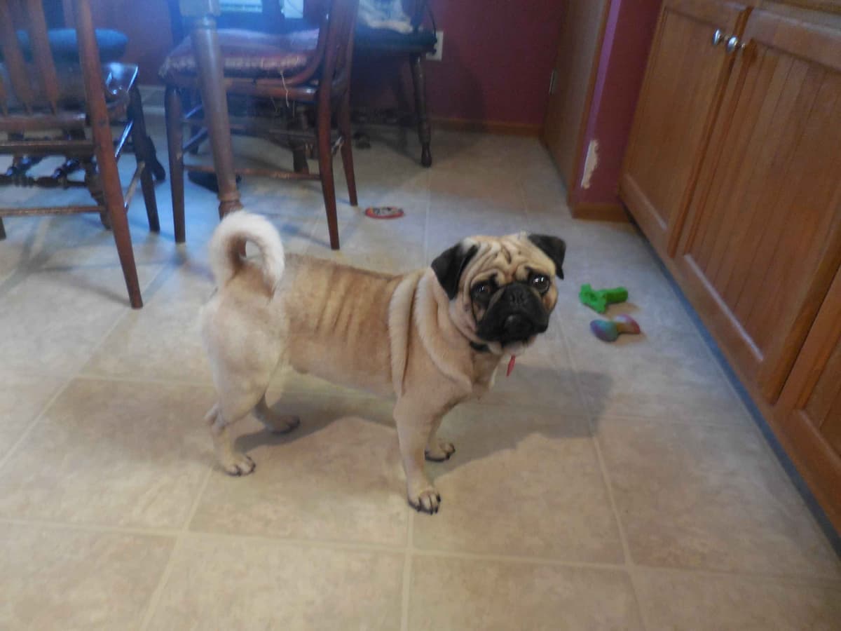Pug Puppies breeder image 13