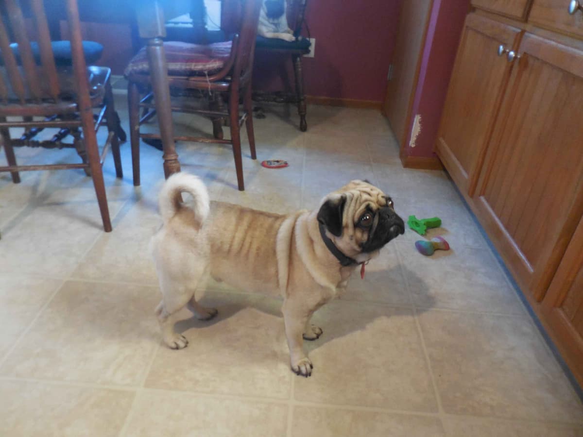 Pug Puppies breeder image 14