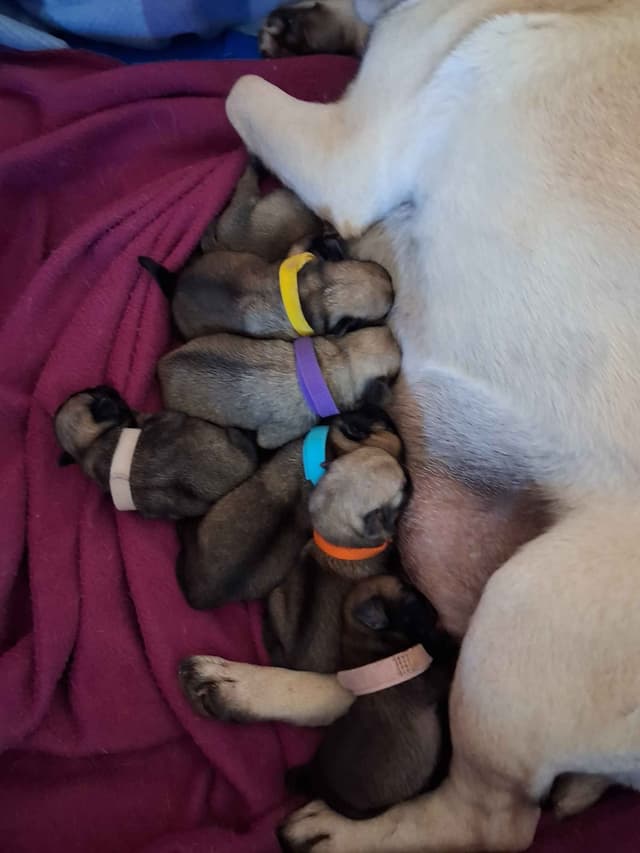 Pug Puppies media 5