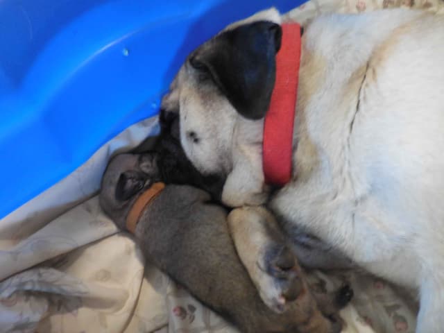 Pug Puppies media 6