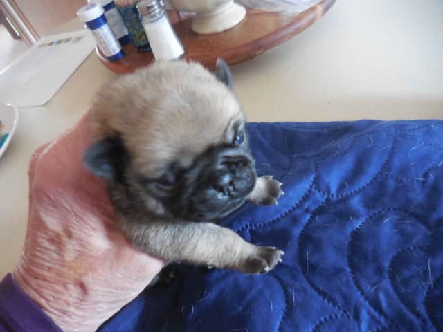 Pug Puppies media 7