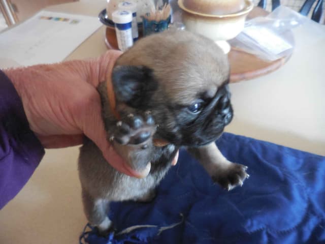 Pug Puppies media 8