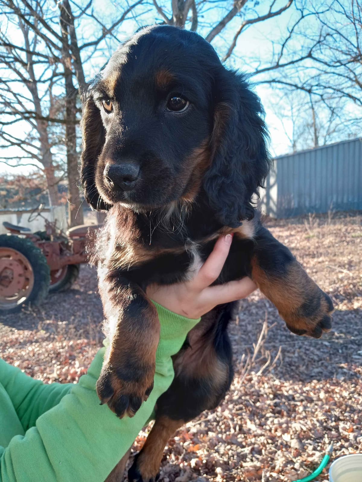 English Cocker Spaniel Puppies breeder image 2