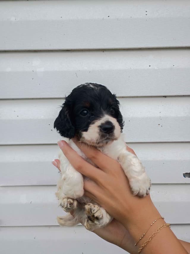 English Cocker Spaniel Puppies media 2