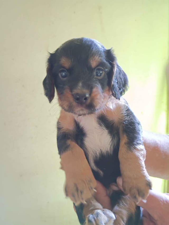 English Cocker Spaniel Puppies media 3