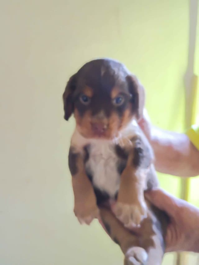 English Cocker Spaniel Puppies media 4