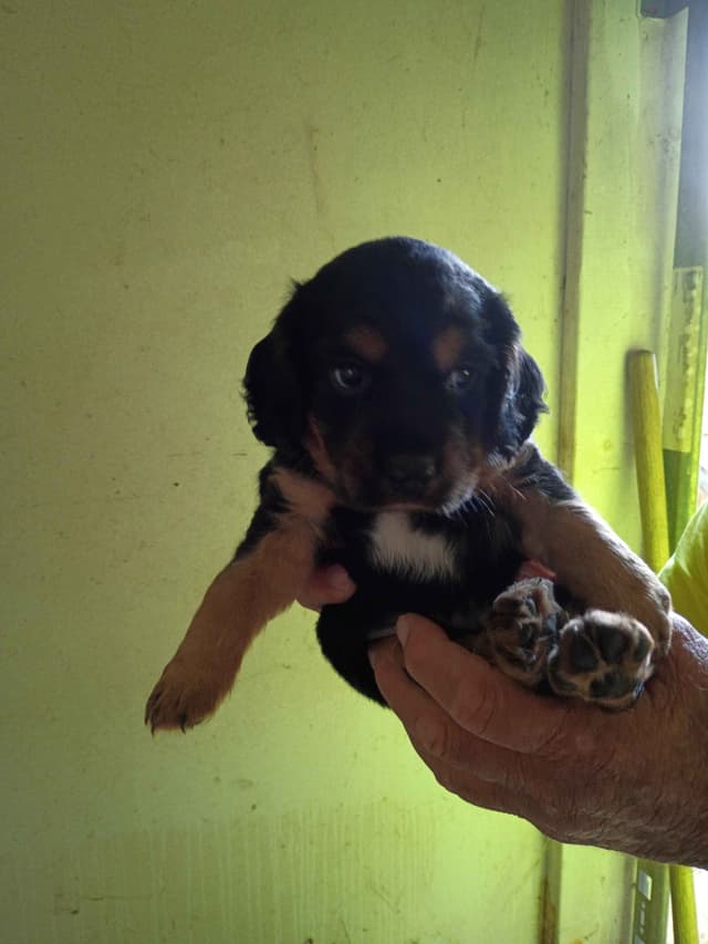 English Cocker Spaniel Puppies media 5