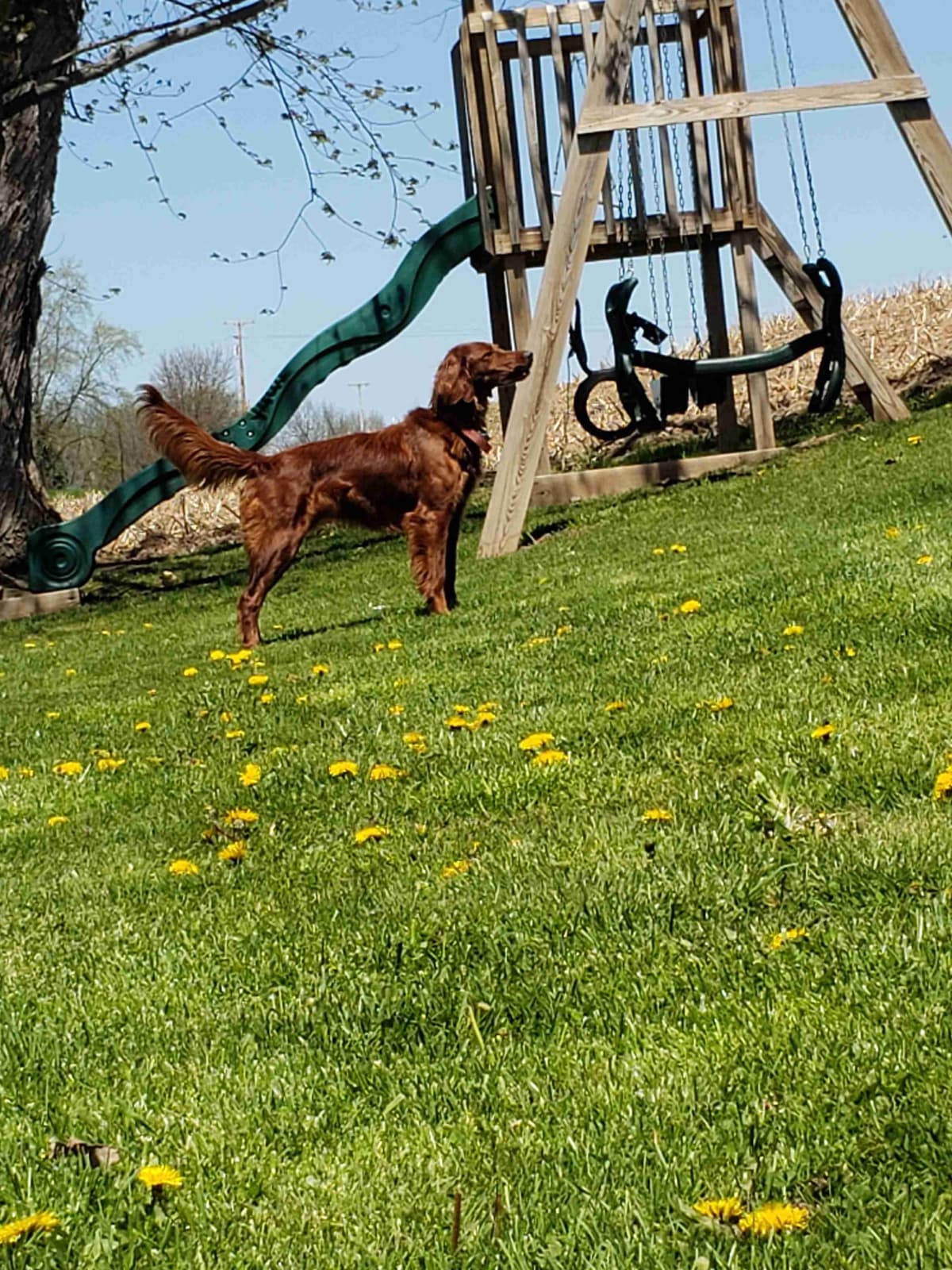 Irish Setter Puppies breeder image 1