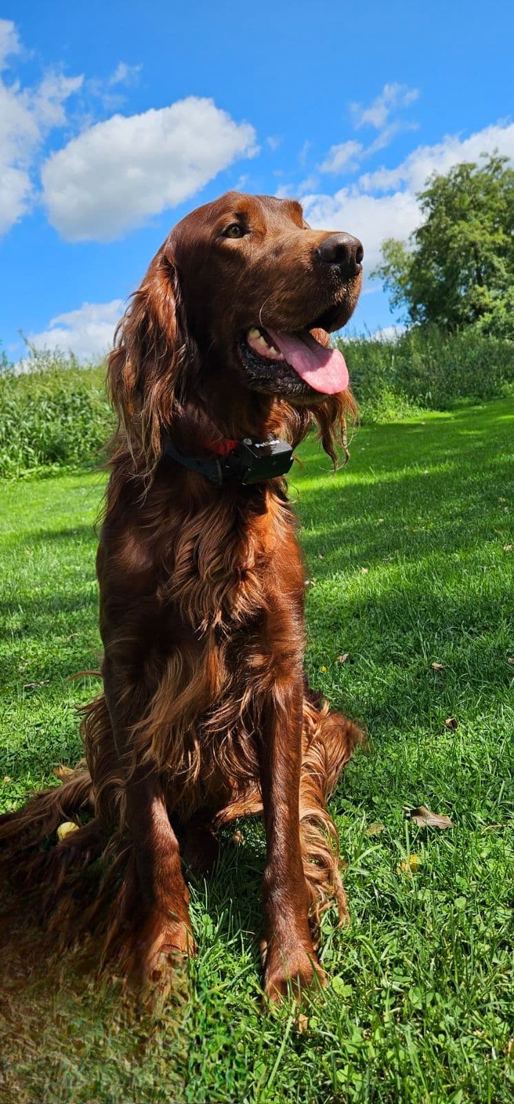 Irish Setter Puppies breeder image 2