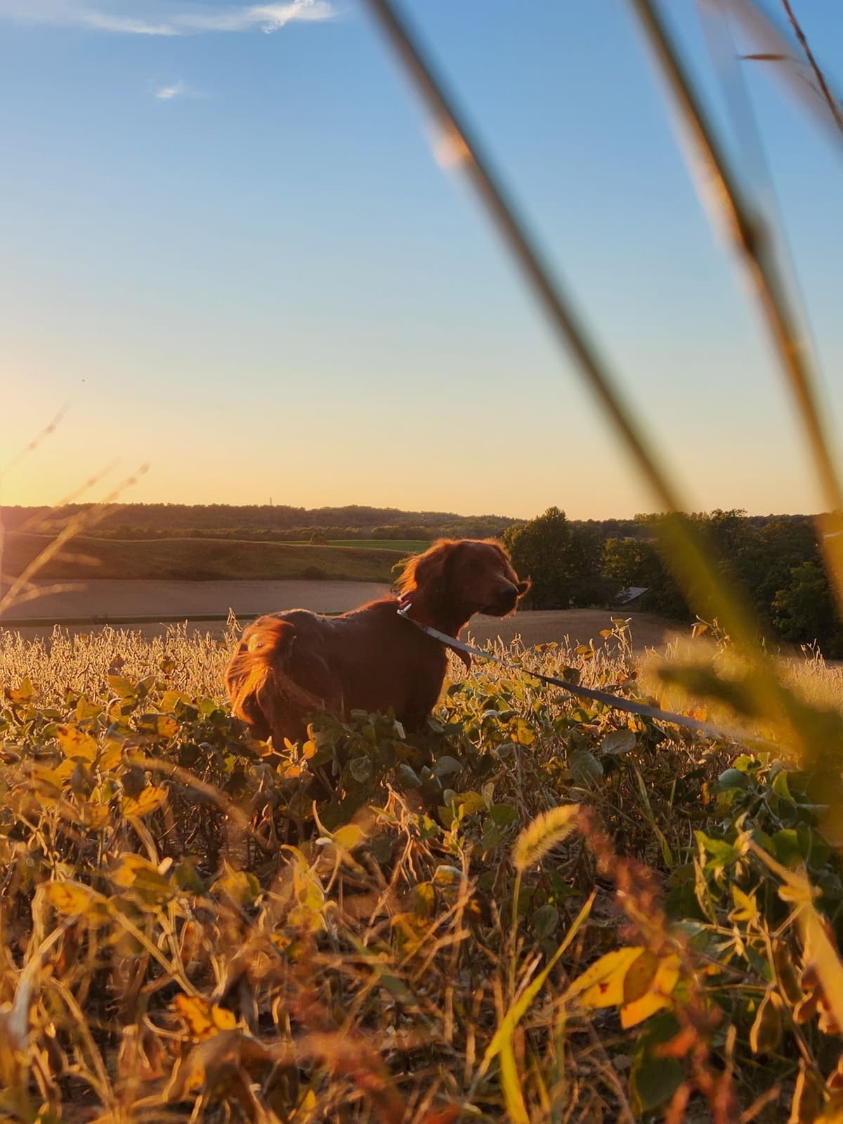 Irish Setter Puppies breeder image 3
