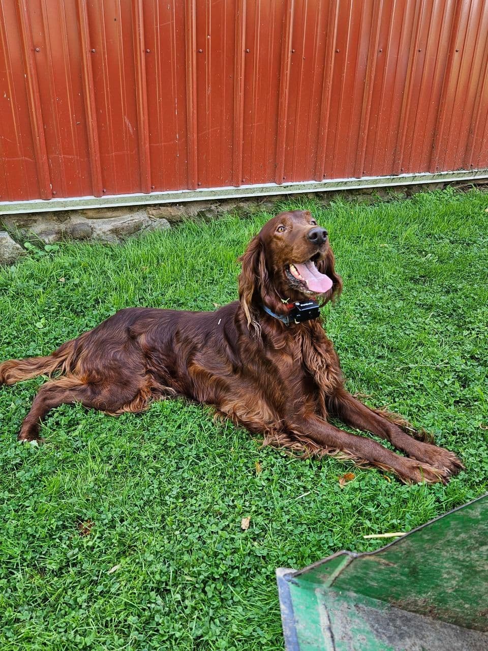 Irish Setter Puppies breeder image 4
