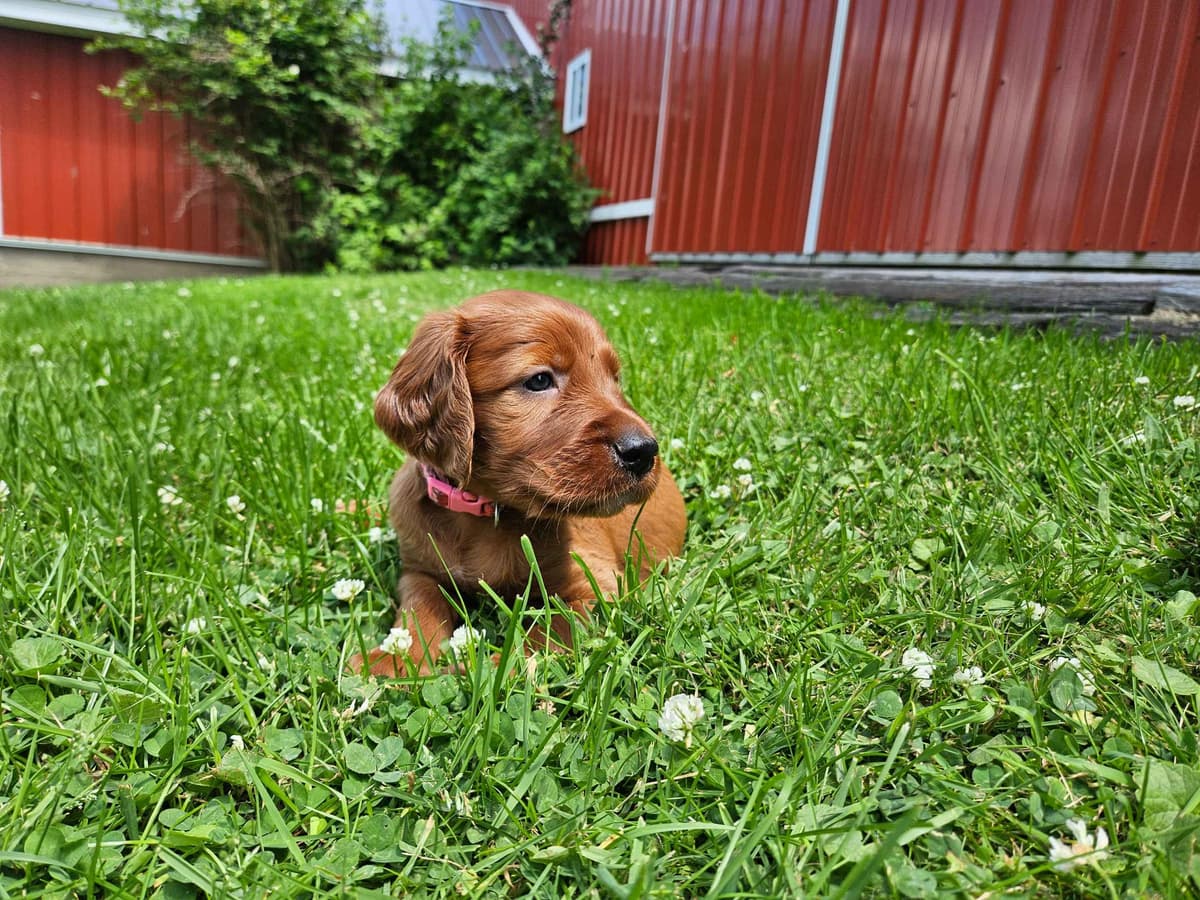 Irish Setter Puppies breeder image 6